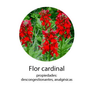 flor-cardinal